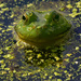 bullfrog  by rminer