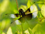 21st Jun 2020 - widow skimmer dragonfly