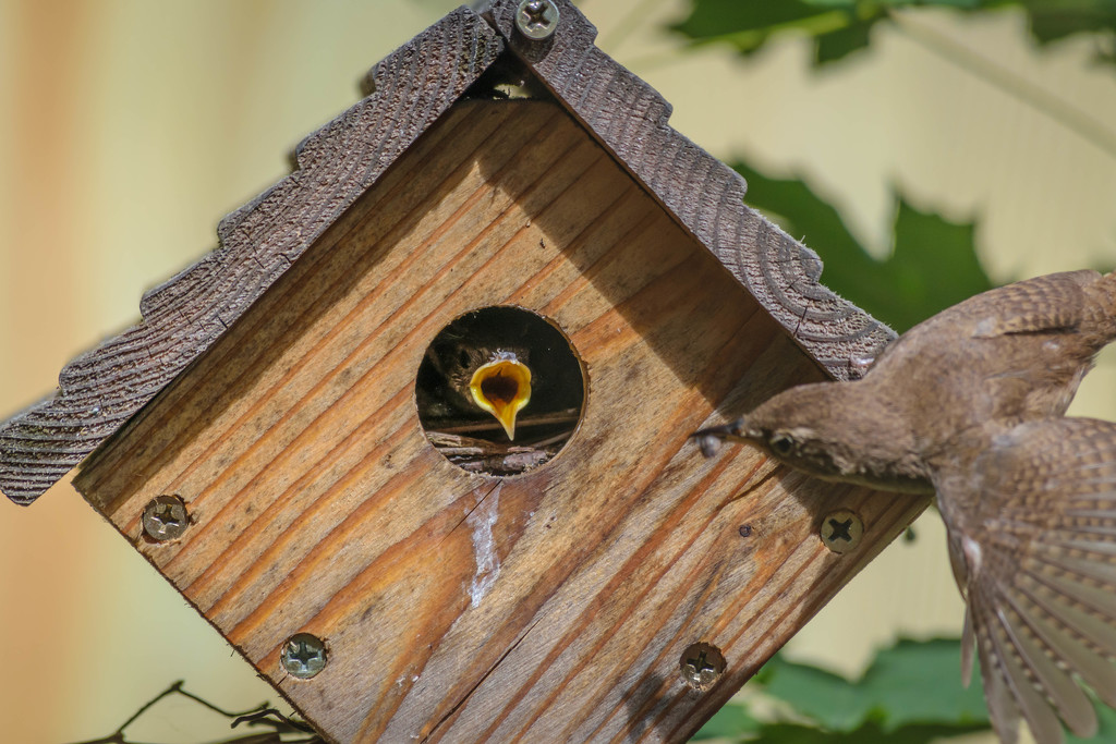 Baby Wren by marylandgirl58