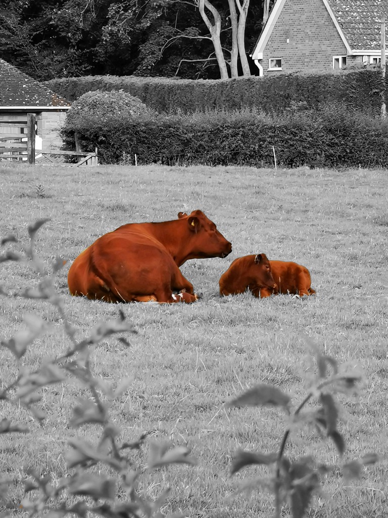 Cows ~ Colour Splash  by plainjaneandnononsense
