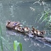 Got Our Ducks All In A Row by mamabec
