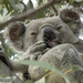 my 'old man' face by koalagardens