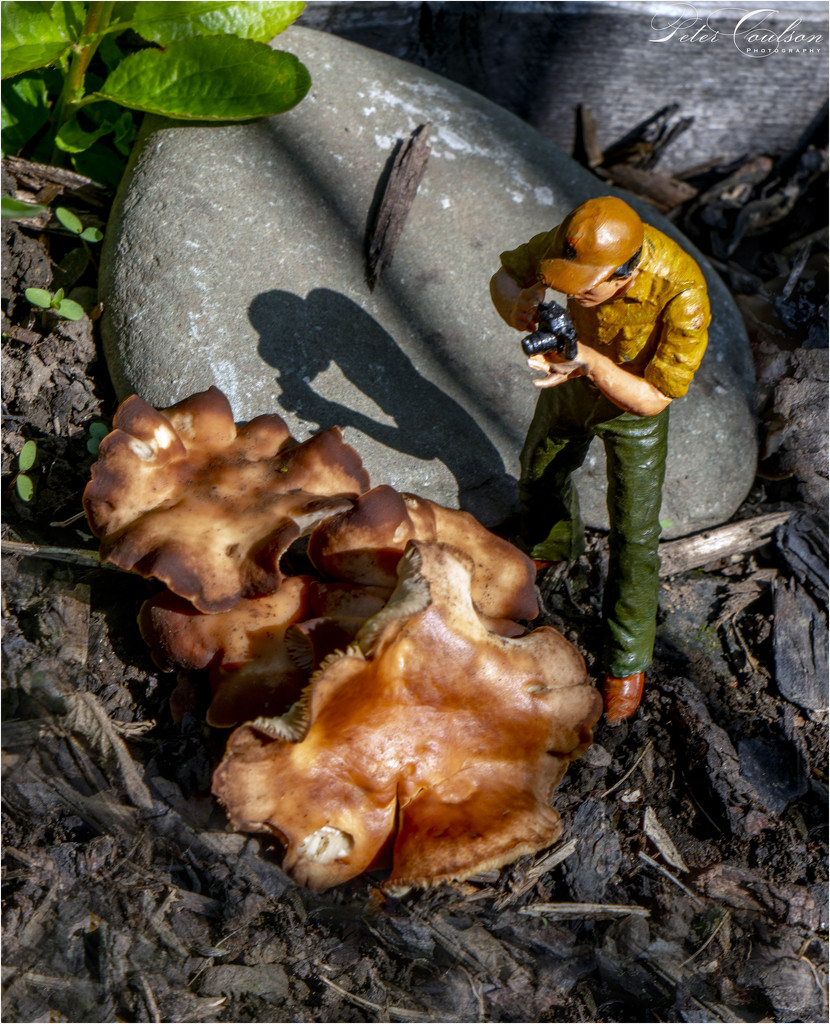 Monstrous Fungi by pcoulson