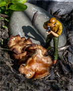 21st Jun 2020 - Monstrous Fungi