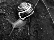 18th Jun 2020 - another snail