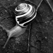 another snail by northy