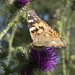 painted lady by helenhall