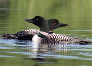 16th Jun 2020 - Return of the Rescued Loon