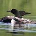 Return of the Rescued Loon by rob257