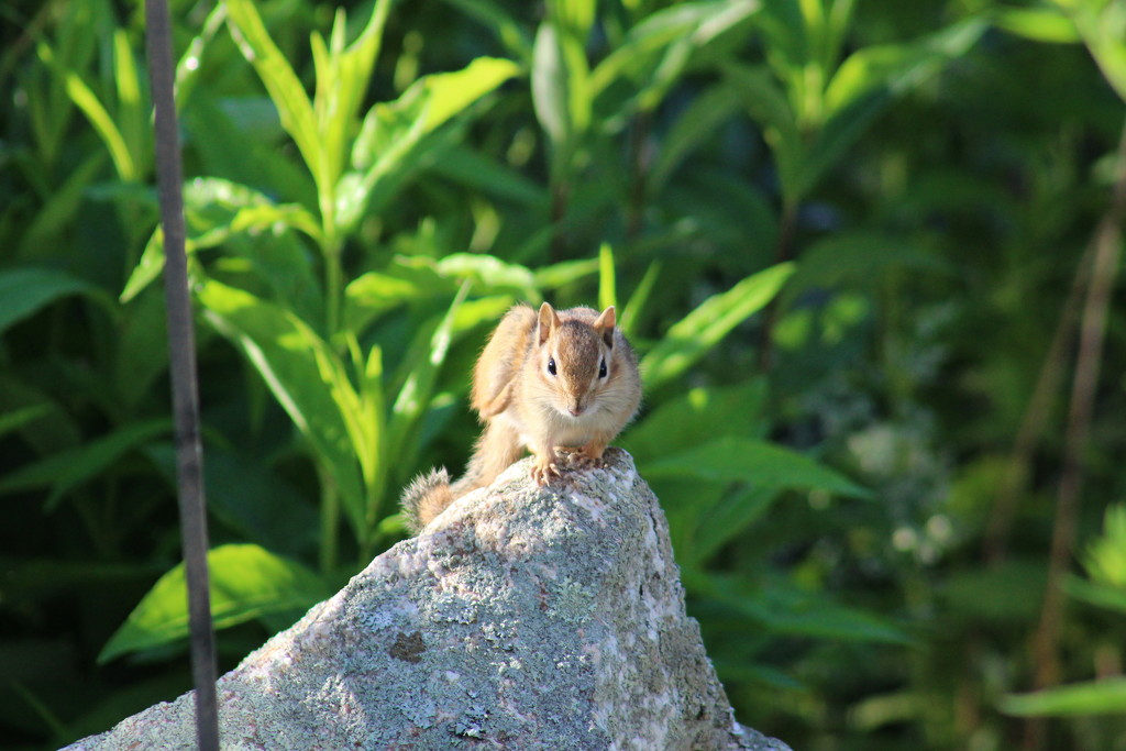 Chipmonk on garden rock. by rob257