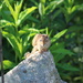 Chipmonk on garden rock. by rob257