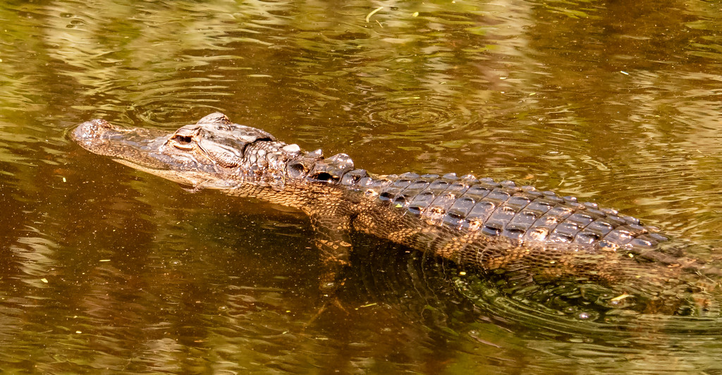 Alligator Just Hanging Out! by rickster549