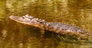 21st Jun 2020 - Alligator Just Hanging Out!