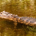 Alligator Just Hanging Out! by rickster549