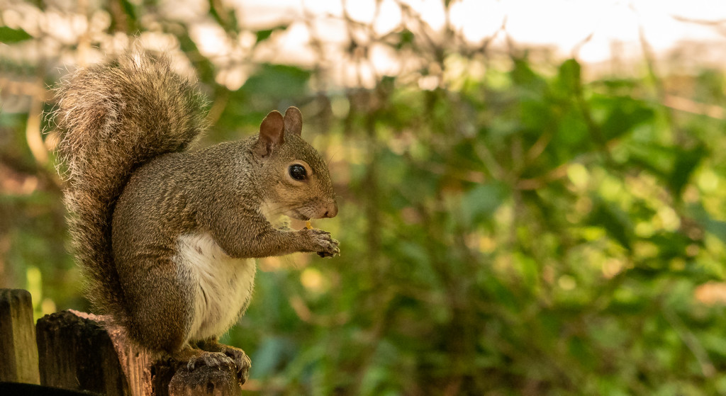 Squirrel Having a Bite From the Trash Can! by rickster549