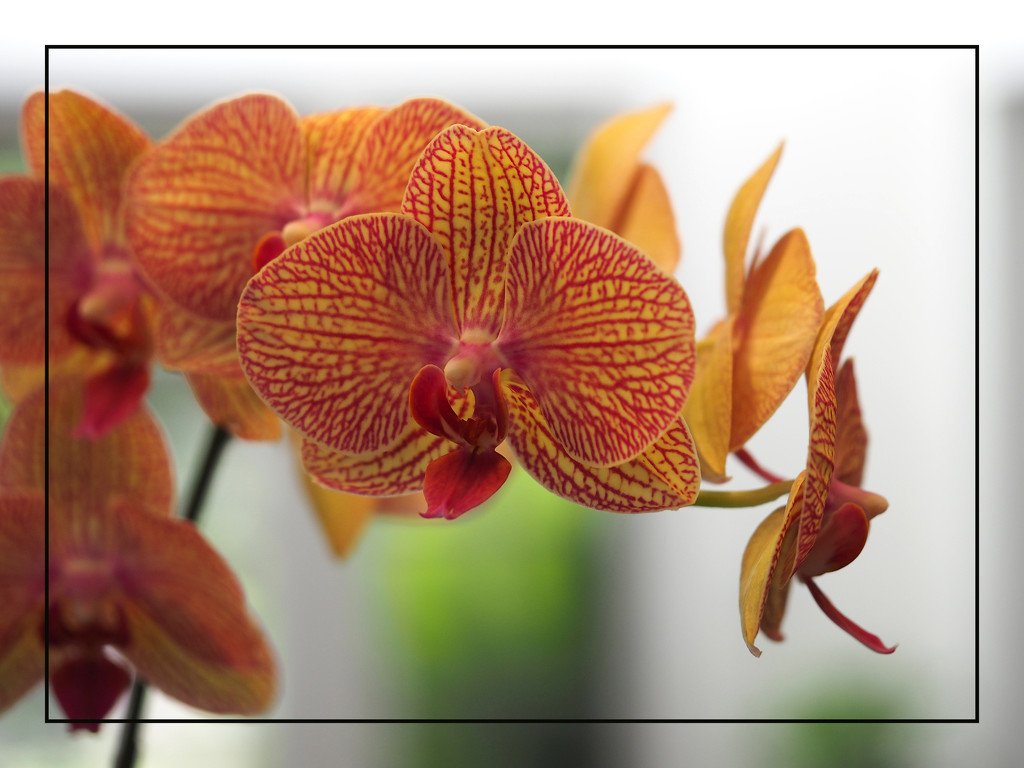 Orchids at Close Range by redy4et
