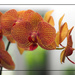 Orchids at Close Range by redy4et