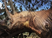 22nd Jun 2020 - Eucalyptus rhinoceri