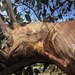 Eucalyptus rhinoceri by pusspup