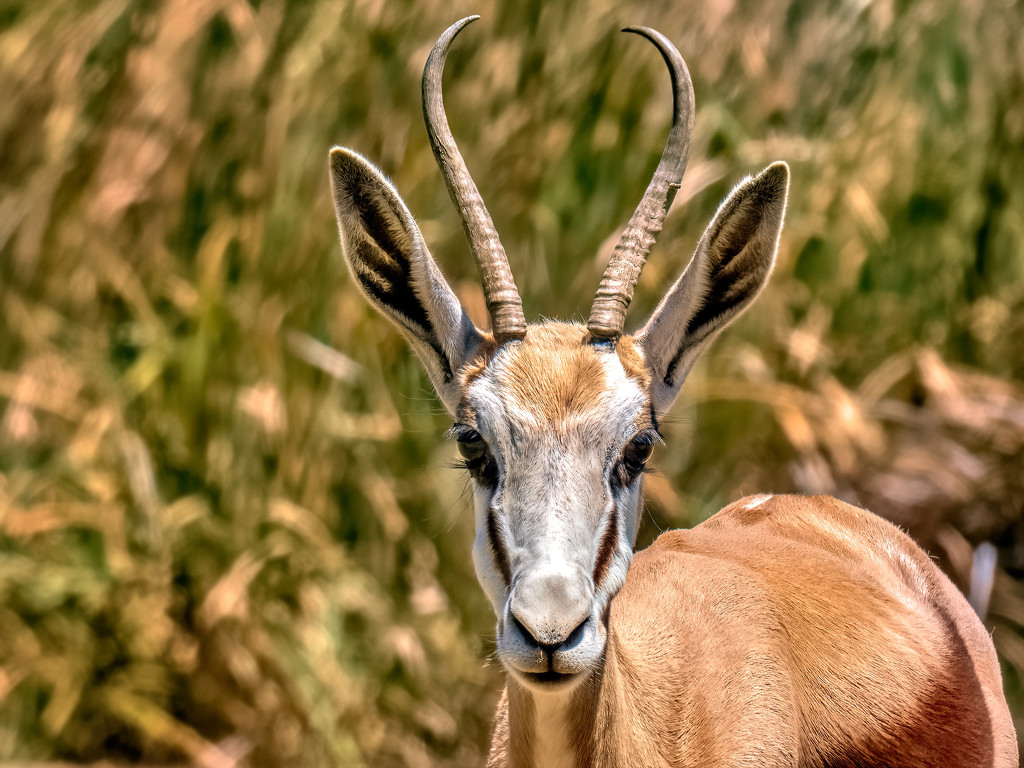 Springbuck  up close by ludwigsdiana