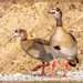Egyptian Geese by ludwigsdiana