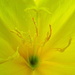 Pollen galore by etienne