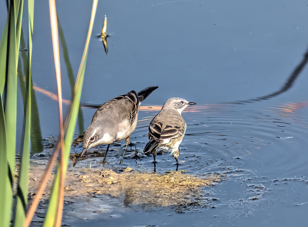 Wagtails going fishing by ludwigsdiana