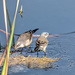 Wagtails going fishing by ludwigsdiana