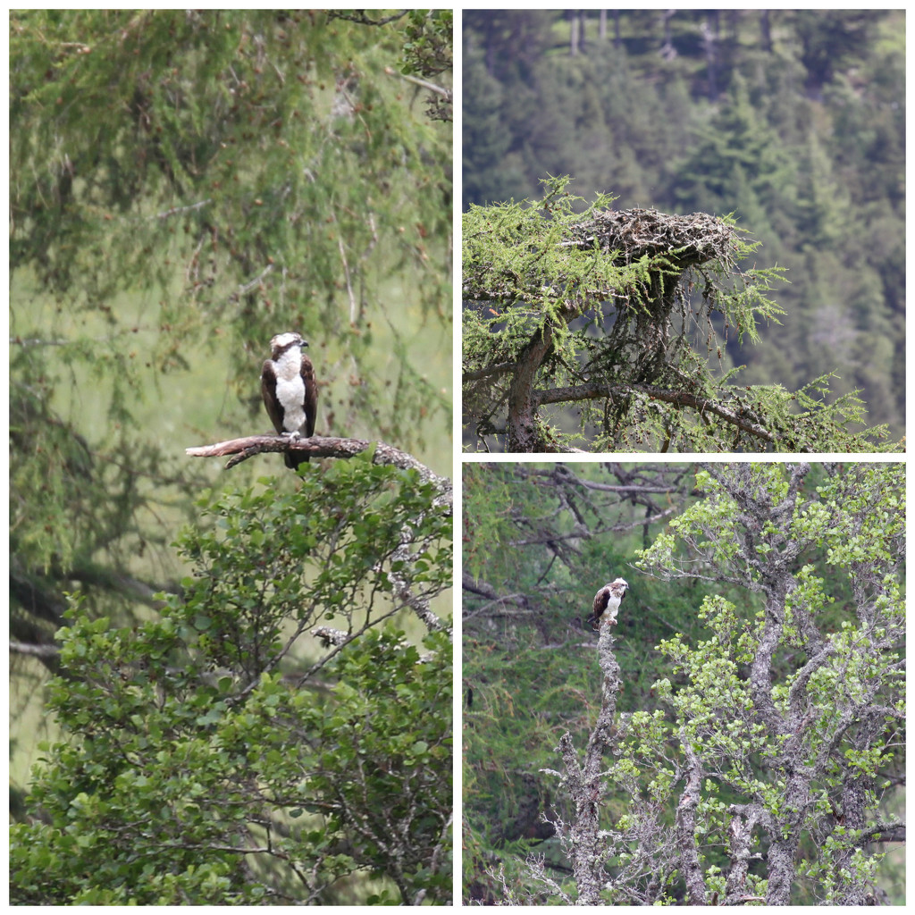 Osprey Nest Report  by jamibann