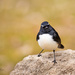 Willy Wagtail by glendamg