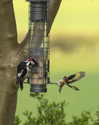 22nd Jun 2020 - Greater Spotted Woodpecker and Goldfinch 