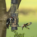 Greater Spotted Woodpecker and Goldfinch  by shepherdmanswife