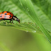 Ladybug by bybri
