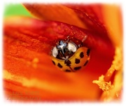22nd Jun 2020 - Ladybird And Lily