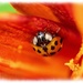 Ladybird And Lily by carolmw
