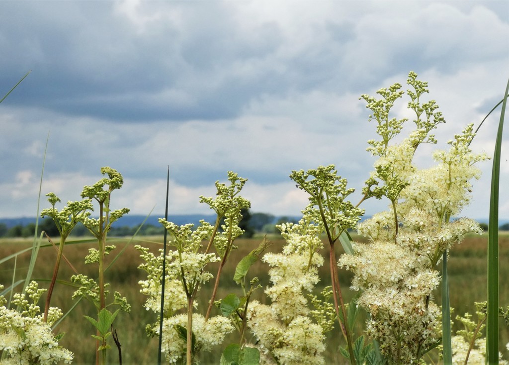 Meadowsweet and stormclouds by julienne1