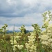 Meadowsweet and stormclouds by julienne1