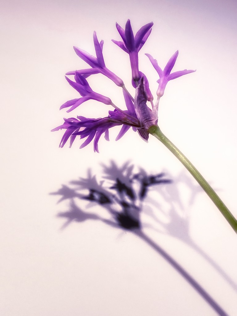 Allium by shutterbug49
