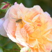 Rose  by wakelys