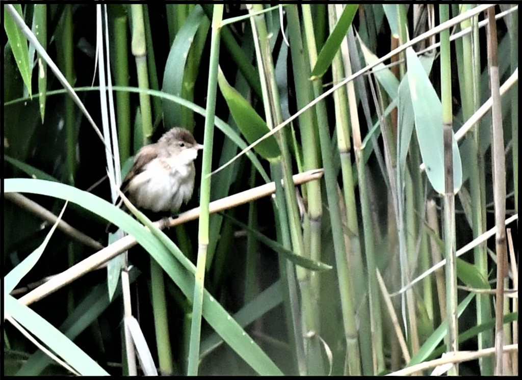 RK3_8253 Reed warbler by rosiekind