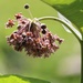 June 21: Swamp Milkweed by daisymiller