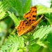 First Comma by rjb71