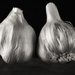 garlic by jernst1779