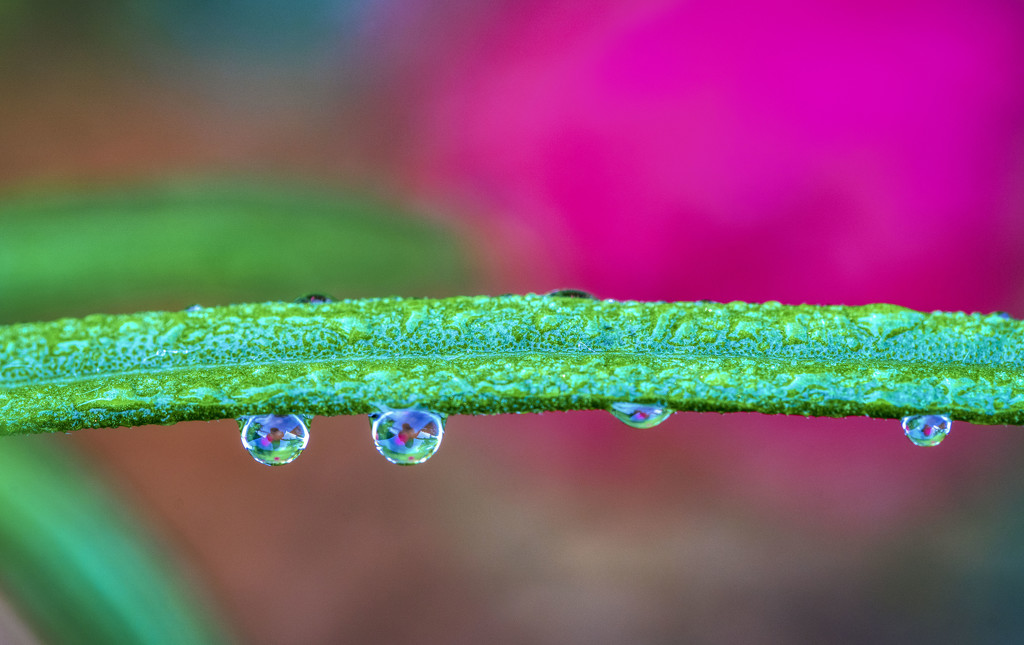 Dewdrops by kvphoto