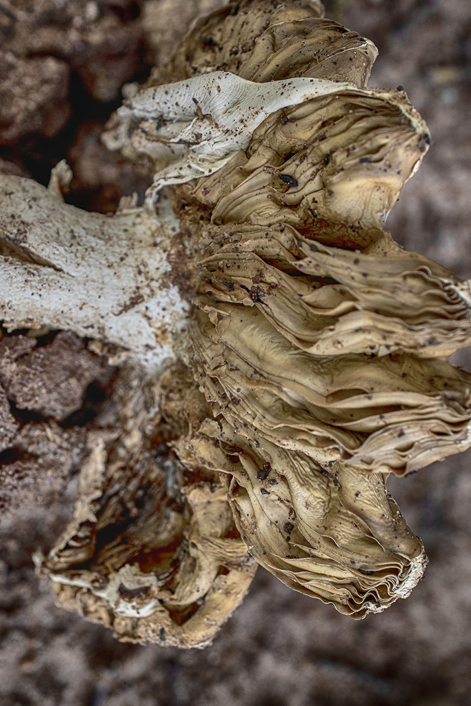  Mushroom Gills by k9photo