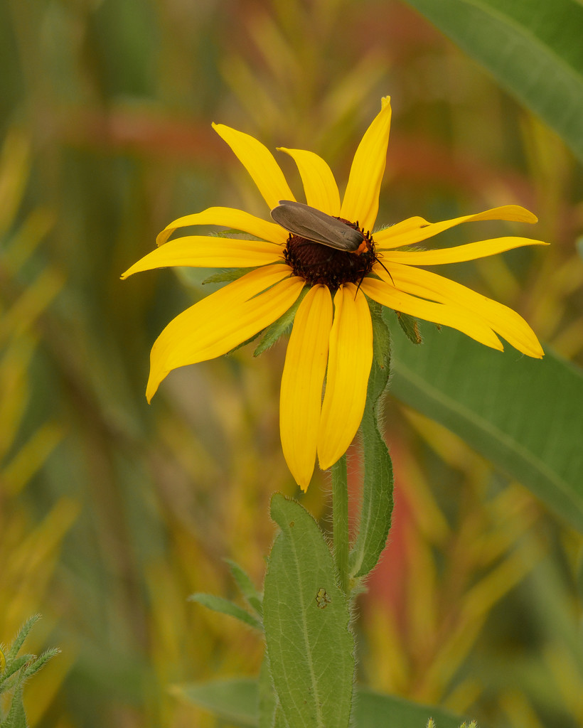black-eyed susan with blister beetle by rminer