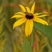black-eyed susan with blister beetle by rminer