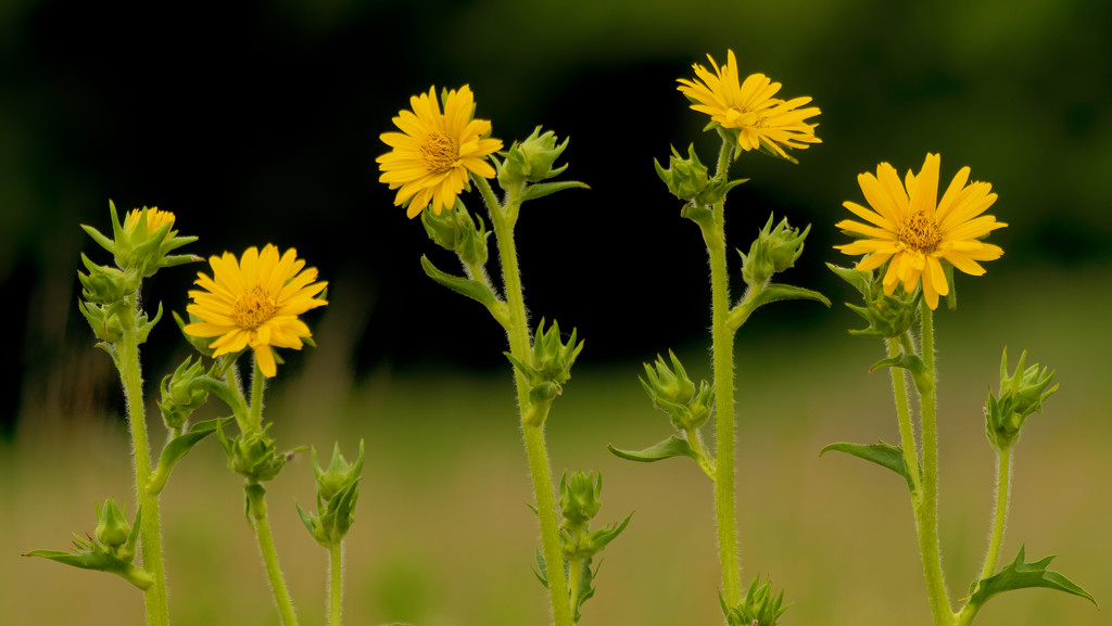 compass plants by rminer