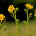 compass plants by rminer