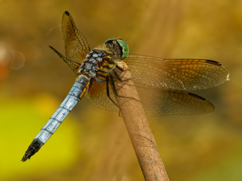 Blue dasher dragonfly  by rminer